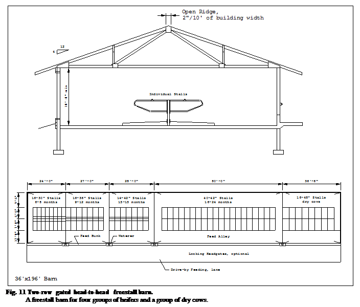 :  Fig. 11 Two-row gated head-to-head freestall barn.&#13;&#10;A freestall barn for four groups of heifers and a group of dry cows.&#13;&#10;