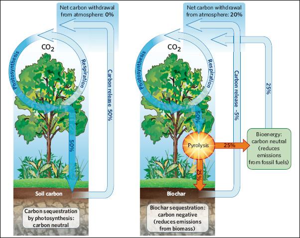        ()      &nbsp;  (). &nbsp;   ,    &nbsp; CO2,      .  &nbsp; 20%&nbsp;      &nbsp; &nbsp;  .   ,   ,      .   ( &nbsp;  )   &nbsp;.       &nbsp;     (   5%).      Nature