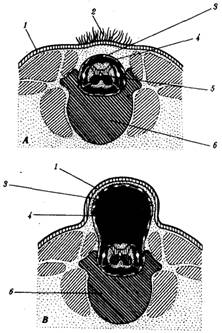 : http://www.botan0.ru/files/biology/image261.gif