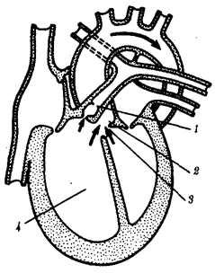 : http://www.botan0.ru/files/biology/image266.gif