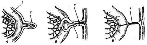 : http://www.botan0.ru/files/biology/image264.gif