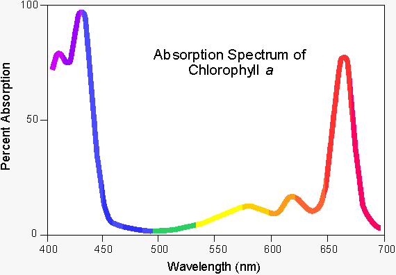 UV/visible adsorption spectrum of&#13;&#10;chlorophyll